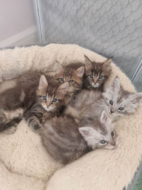 Beautiful Maine Coon kittens - Image 6 of 6