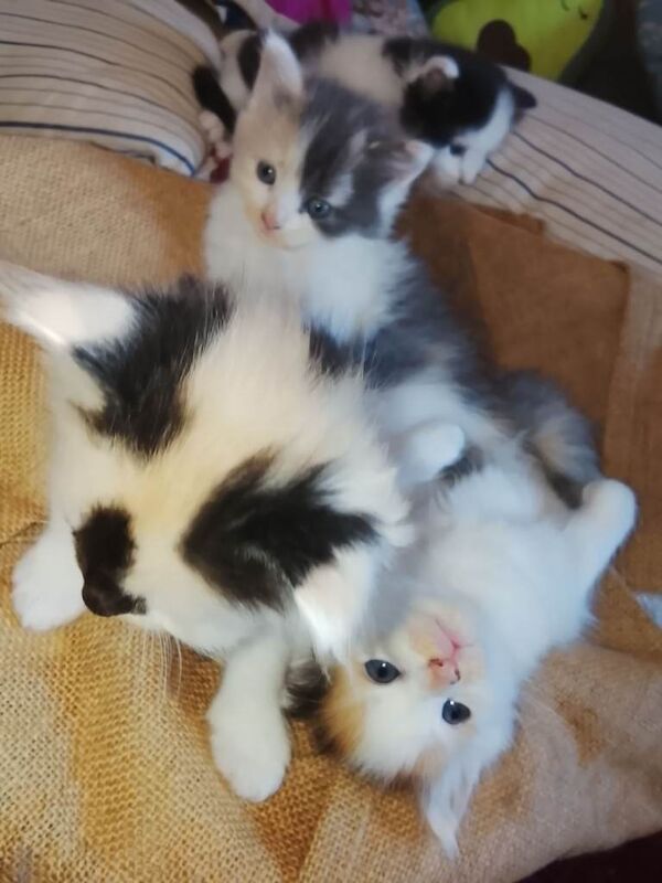 Beautiful Maine Coon kittens