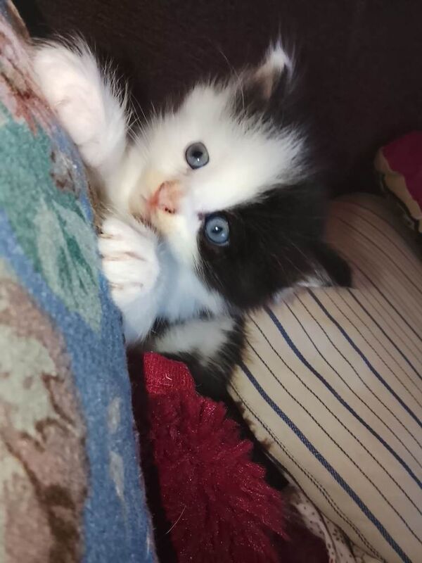 Beautiful Maine Coon kittens - Image 2 of 4