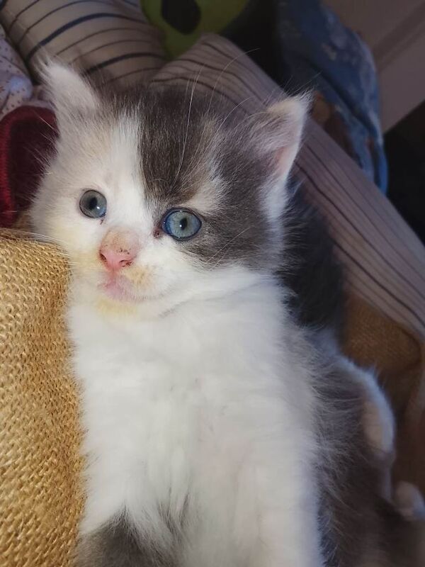 Beautiful Maine Coon kittens - Image 3 of 4