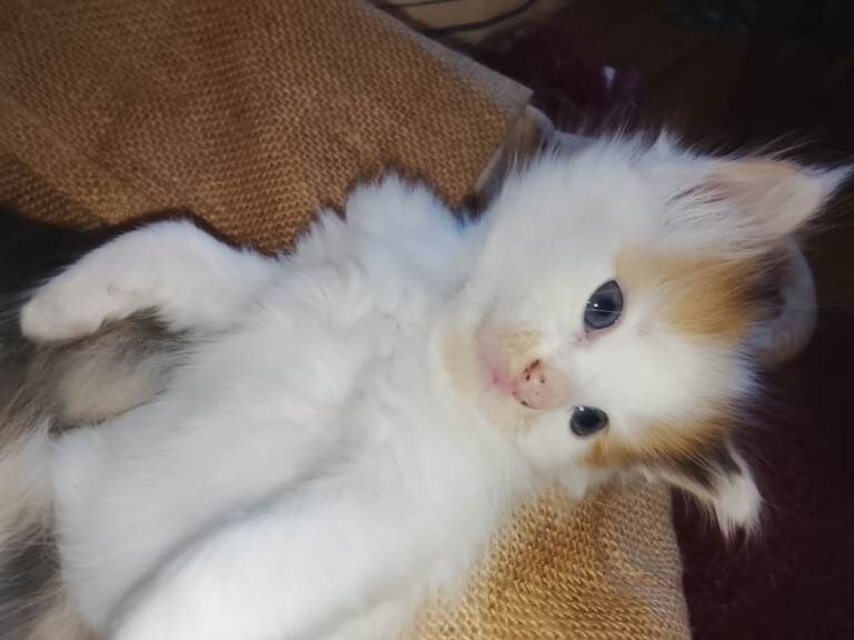 Beautiful Maine Coon kittens - Image 4 of 4