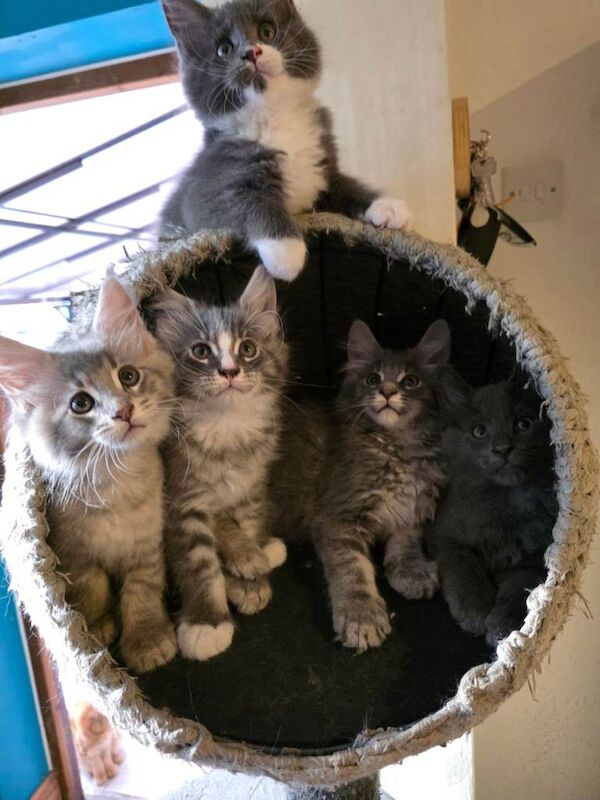 Beautiful Maine Coon Kittens