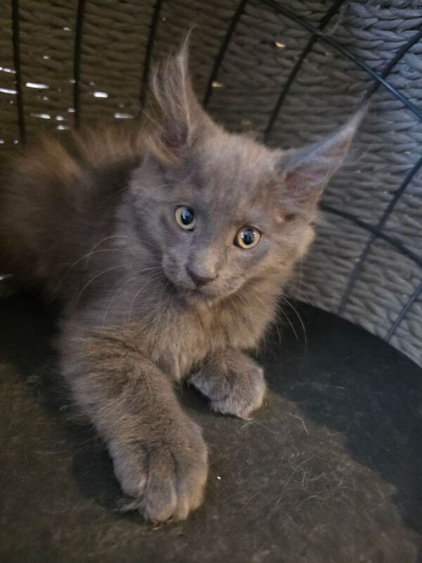 Beautiful Maine Coon Kittens - Image 2 of 3