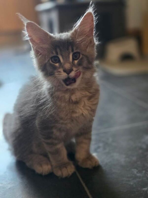 Beautiful Maine Coon Kittens - Image 3 of 3