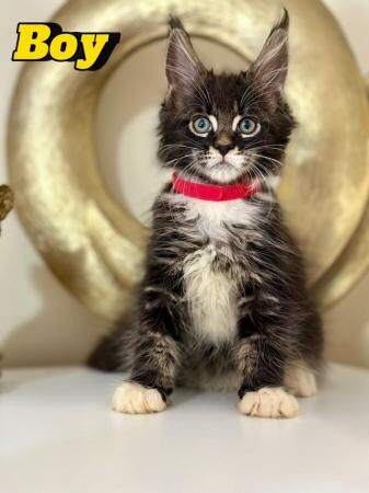 Buy and sell Maine Coon kittens and cats online | Maine Coon Owners