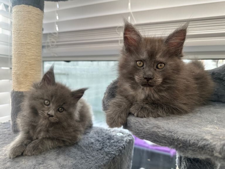 Beautiful Maine Coon Kittens Available