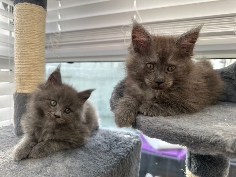 Beautiful Maine Coon Kittens Available - Image 2 of 3