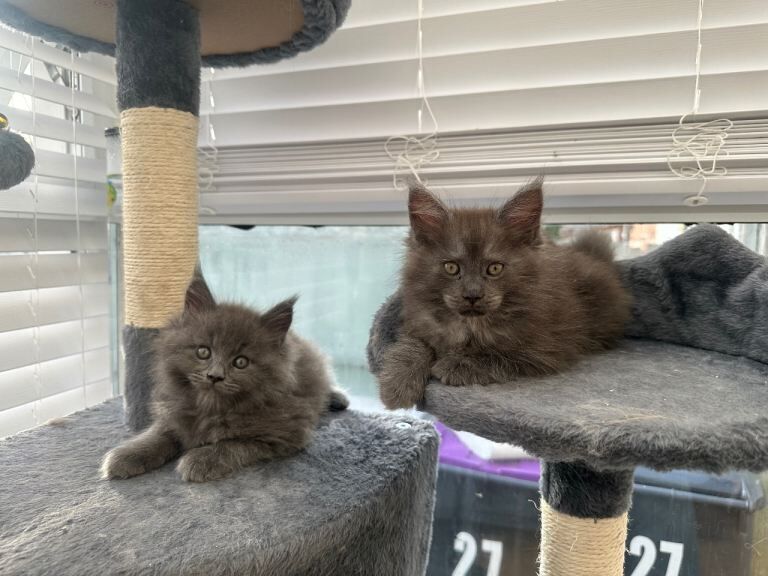 Beautiful Maine Coon Kittens Available - Image 3 of 3