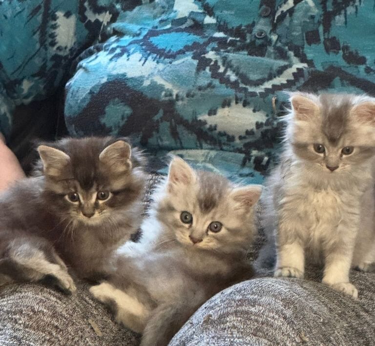 Beautiful Maine Coon Kittens Looking for Forever Homes. TICA registers , ready to leave now