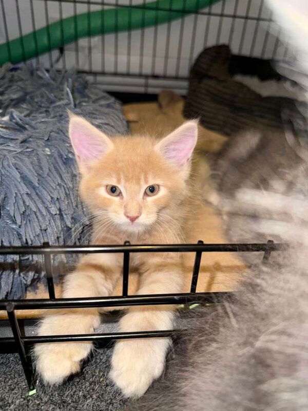 Beautiful Maine Coon Kittens Looking for Loving Homes