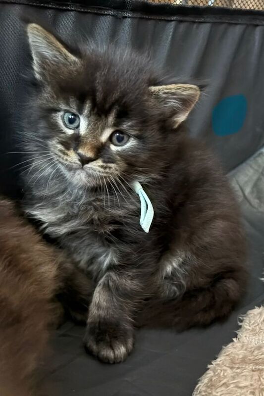 Beautiful Maine Coon Kittens Looking for Their Forever Homes