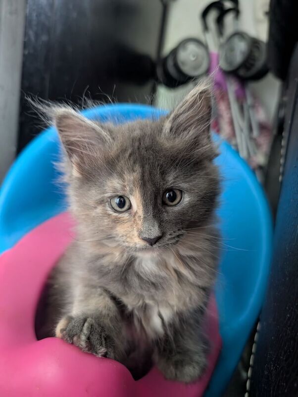Beautiful Maine coon kittens *READY 6TH JUNE* for sale in Warwick, Warwickshire