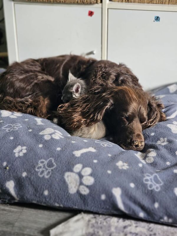 Beautiful Maine coon kittens *READY 6TH JUNE* for sale in Warwick, Warwickshire | Image 2