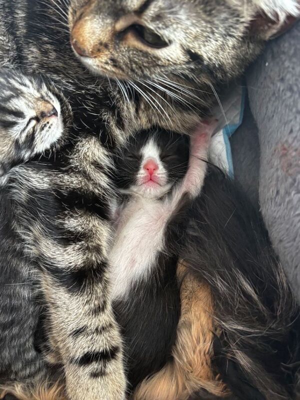 Maine Coon Kittens For Sale Under £300
