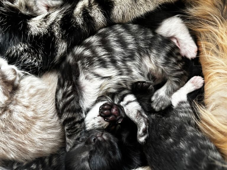 tabby kittens with Maine Coon-type features - Image 2 of 3
