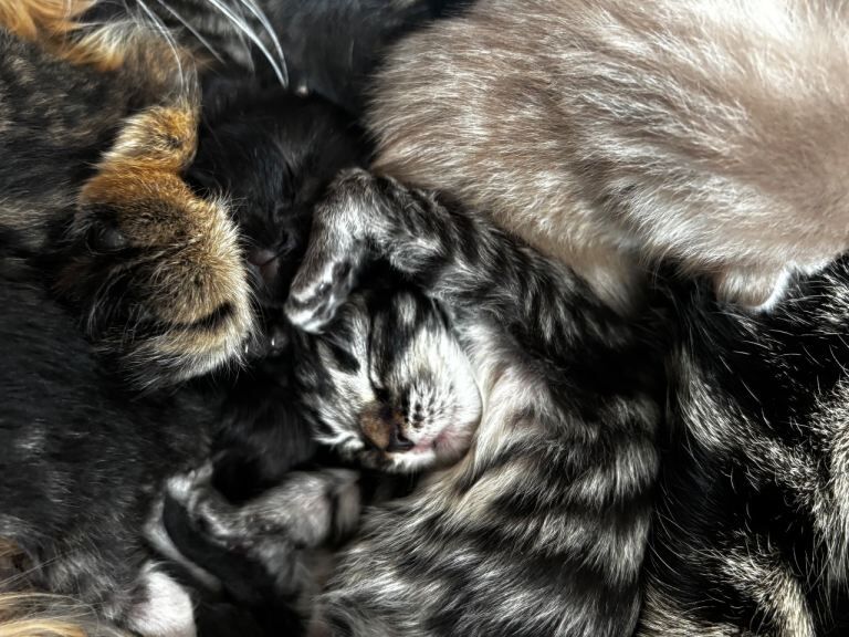tabby kittens with Maine Coon-type features - Image 3 of 3