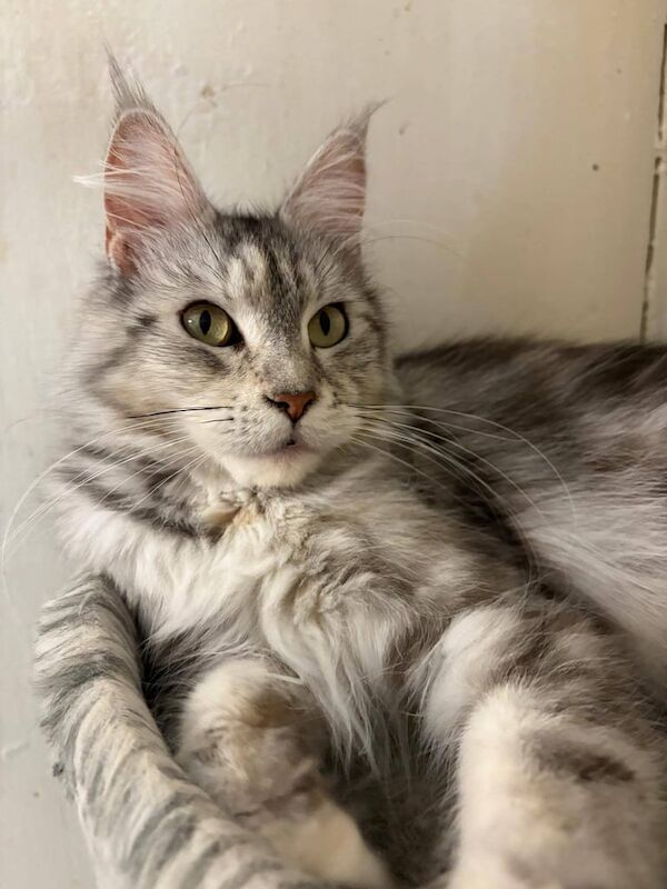 Beautiful Maine Coon Silver Female for sale in Richmond, Greater London