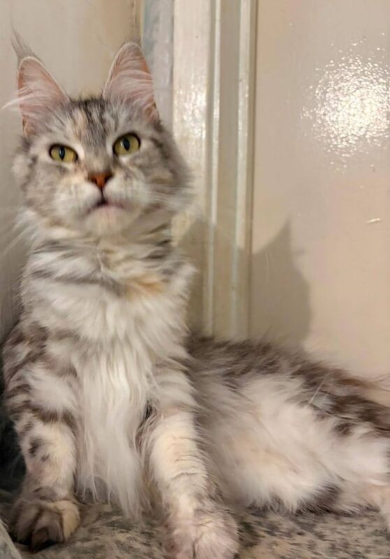 Beautiful Maine Coon Silver Female for sale in Richmond, Greater London - Image 2