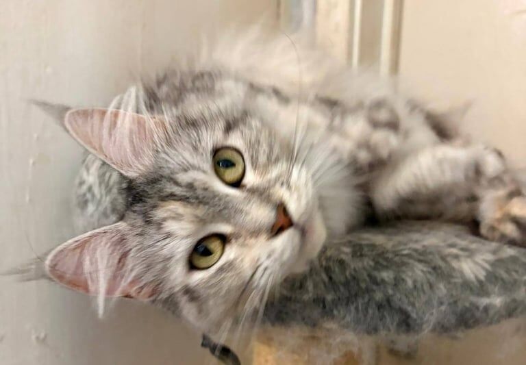 Beautiful Maine Coon Silver Female for sale in Richmond, Greater London - Image 3