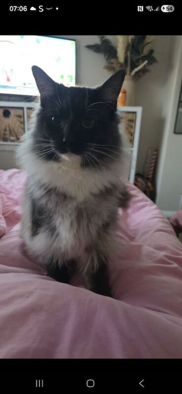 Maine Coon kittens for sale in Bishop Auckland, Durham – 1 year old