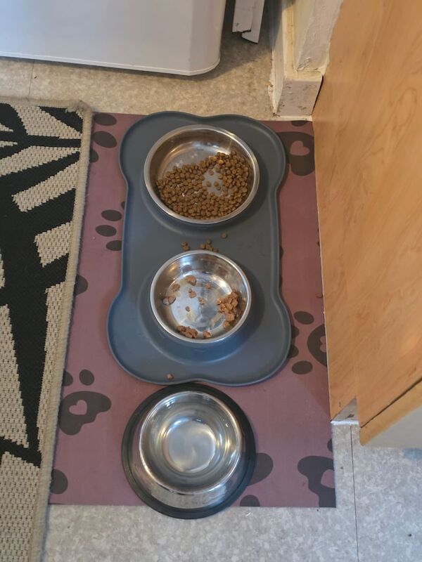 Maine Coon kittens for sale in Bishop Auckland, Durham – 1 year old - Image 3 of 3