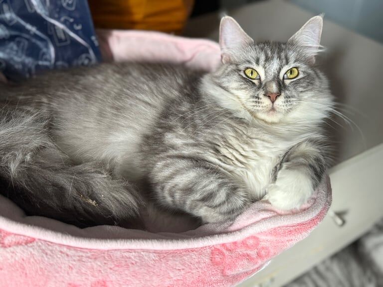 Maine Coon kittens for sale in Lincoln, Lincolnshire – 10 months old