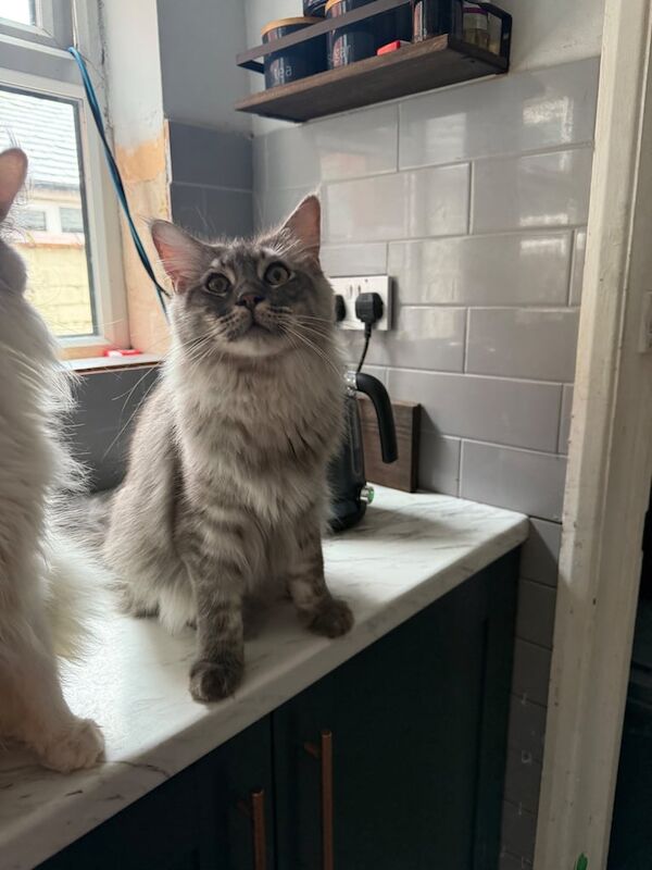 Maine Coon kittens for sale in Lincoln, Lincolnshire – 10 months old - Image 2 of 2