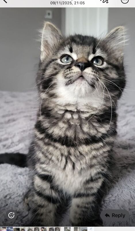 Maine Coon kittens for sale in Alexandria, Dunbartonshire – 10 weeks old - Image 2 of 5