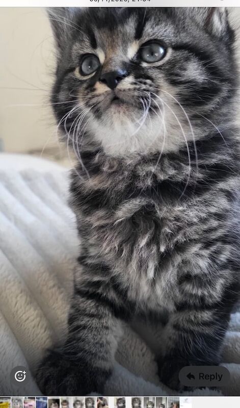 Maine Coon kittens for sale in Alexandria, Dunbartonshire – 10 weeks old - Image 3 of 5