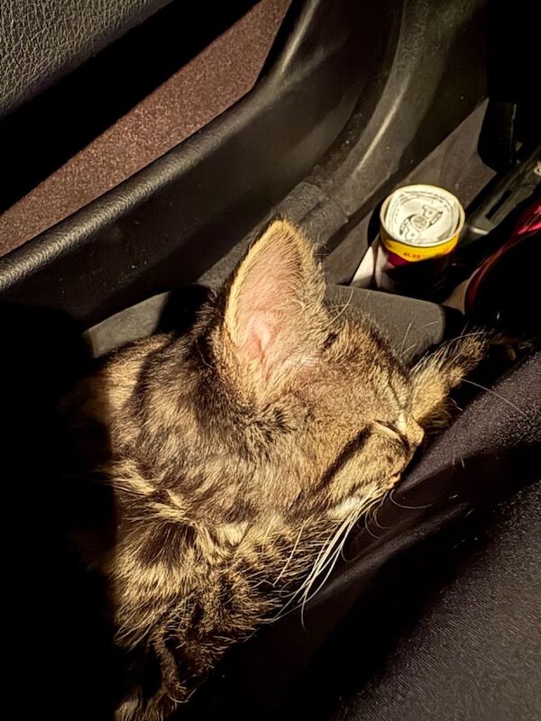 Maine Coon kittens for sale in Alexandria, Dunbartonshire – 10 weeks old - Image 4 of 5