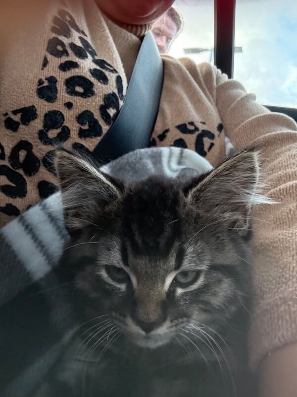 Maine Coon kittens for sale in Alexandria, Dunbartonshire – 10 weeks old - Image 5 of 5