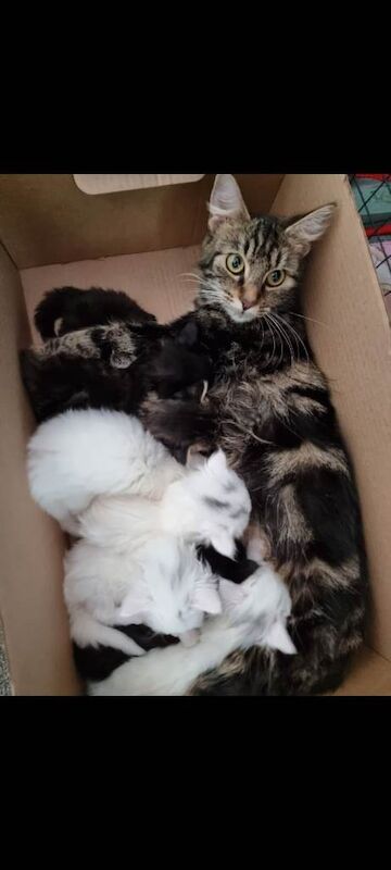 Beautiful Mainecoon & Turkish Angora Fluffy - Image 3 of 3