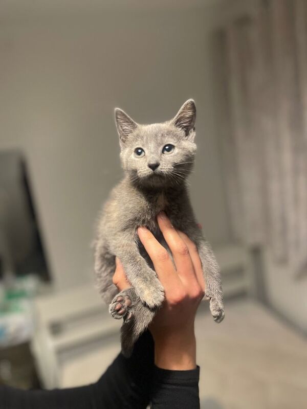 Maine Coon kittens for sale in Waltham Abbey, Essex – 9 weeks old