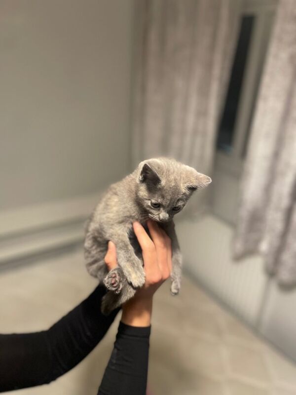 Maine Coon kittens for sale in Waltham Abbey, Essex – 9 weeks old - Image 2 of 6