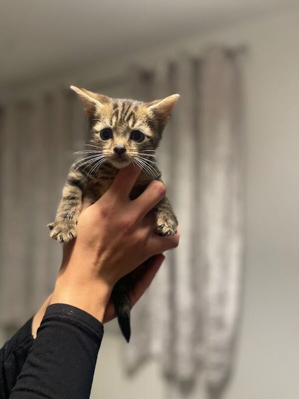 Maine Coon kittens for sale in Waltham Abbey, Essex – 9 weeks old - Image 3 of 6