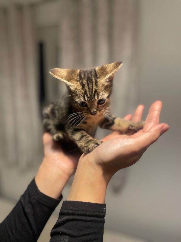 Maine Coon kittens for sale in Waltham Abbey, Essex – 9 weeks old - Image 4 of 6