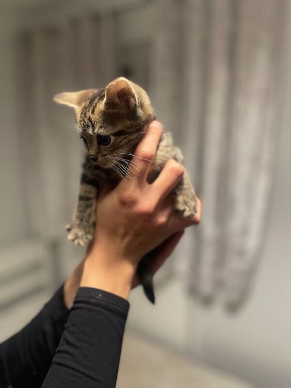 Maine Coon kittens for sale in Waltham Abbey, Essex – 9 weeks old - Image 5 of 6