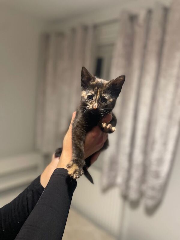 Maine Coon kittens for sale in Waltham Abbey, Essex – 9 weeks old - Image 6 of 6