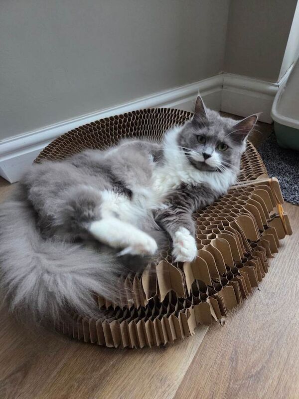 Beautiful rag doll maine coon cat