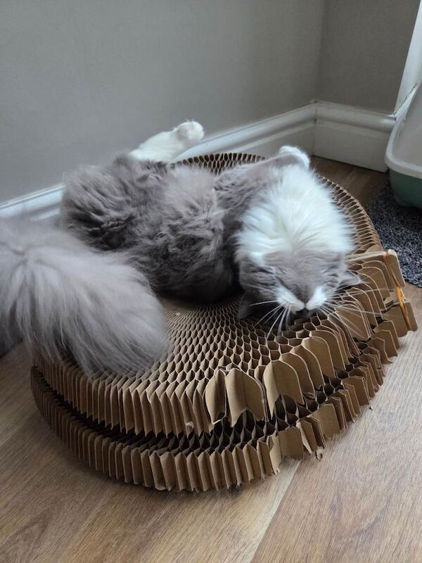 Beautiful rag doll maine coon cat - Image 2 of 4