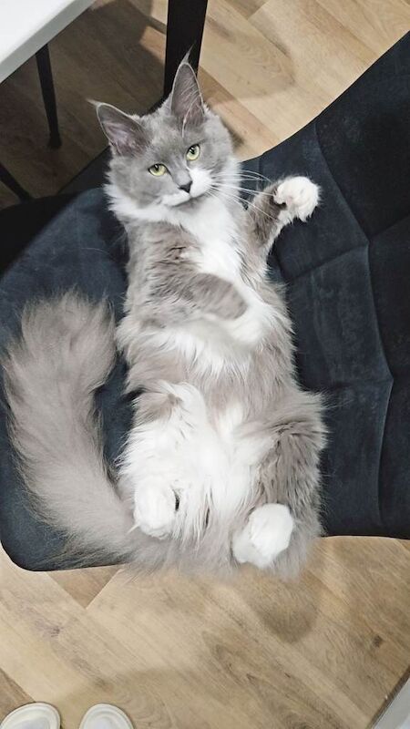 Beautiful rag doll maine coon cat - Image 3 of 4