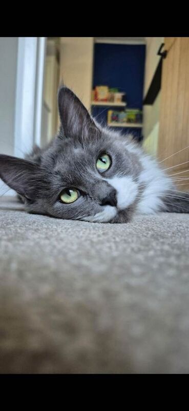 Beautiful rag doll maine coon cat - Image 4 of 4