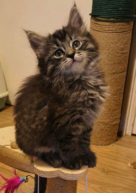 Maine Coon Kittens For Sale