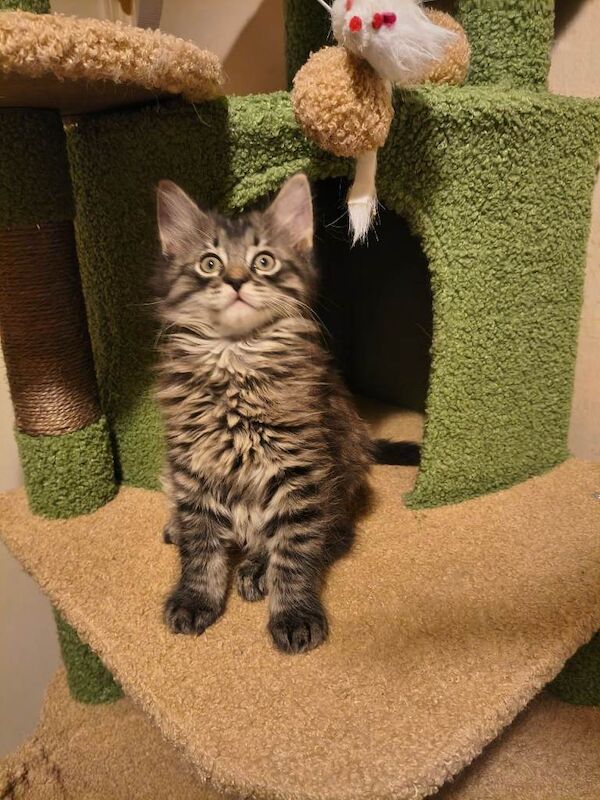 Beautiful Ragcoon kittens - Ragdoll/Maine Coon mix - Image 2 of 5