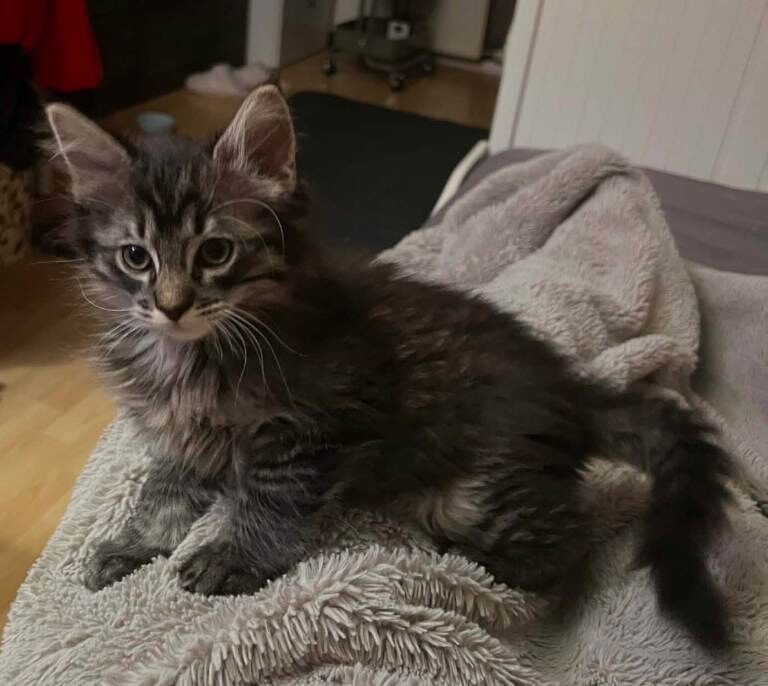 Beautiful Ragcoon kittens - Ragdoll/Maine Coon mix - Image 3 of 5