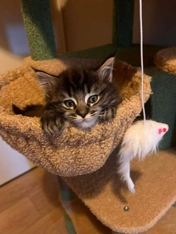 Beautiful Ragcoon kittens - Ragdoll/Maine Coon mix - Image 4 of 5