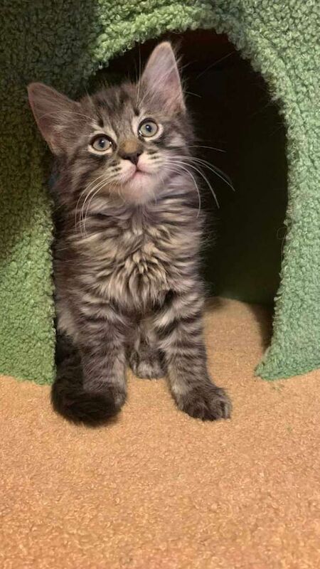 Beautiful Ragcoon kittens - Ragdoll/Maine Coon mix - Image 5 of 5