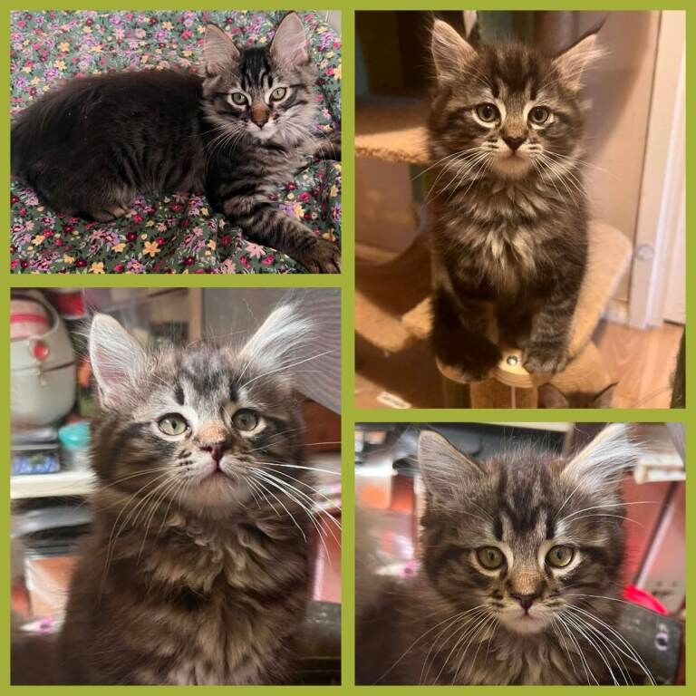 Beautiful Ragcoon kittens - Ragdoll/Maine Coon mix