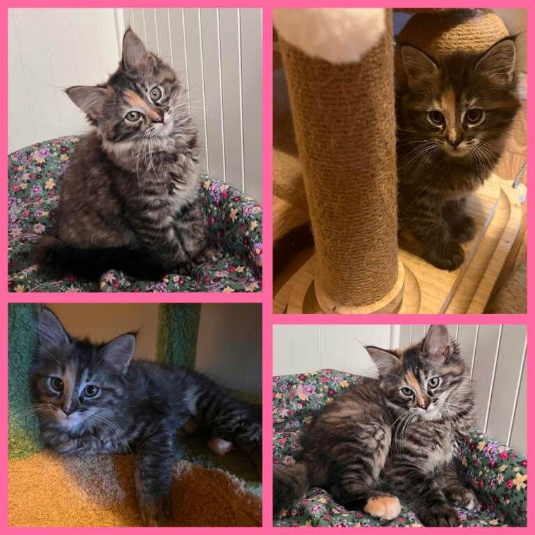 Beautiful Ragcoon kittens - Ragdoll/Maine Coon mix - Image 2 of 5