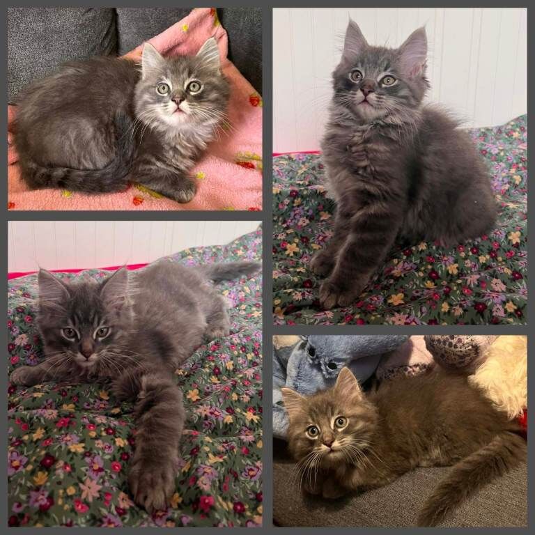 Beautiful Ragcoon kittens - Ragdoll/Maine Coon mix - Image 3 of 5
